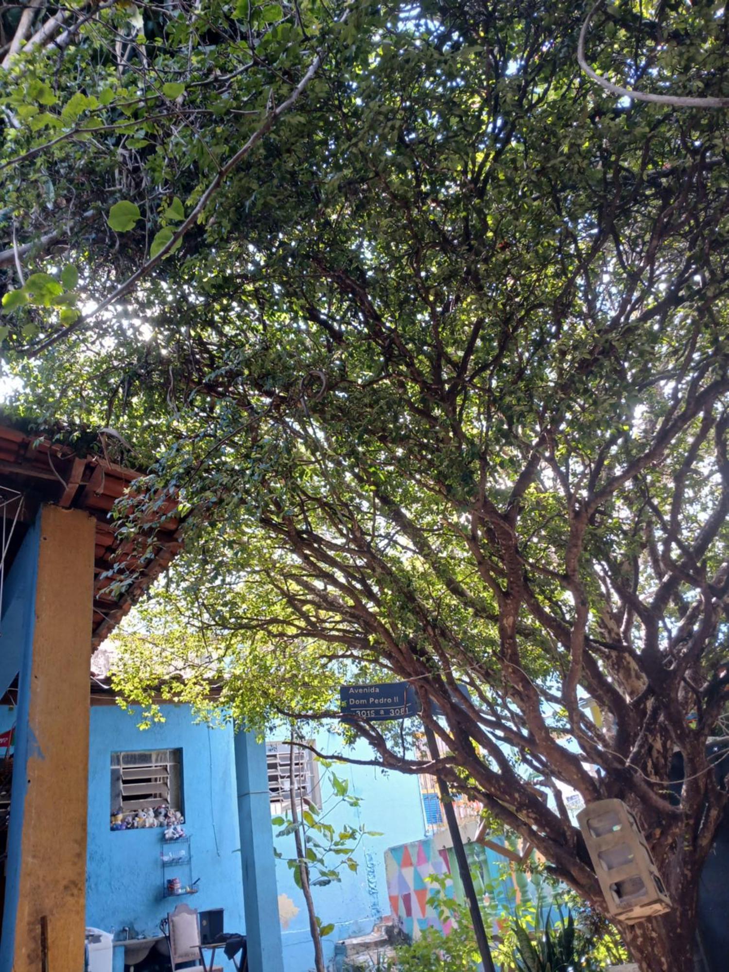 Hostel Jabuticaba Belo Horizonte Esterno foto